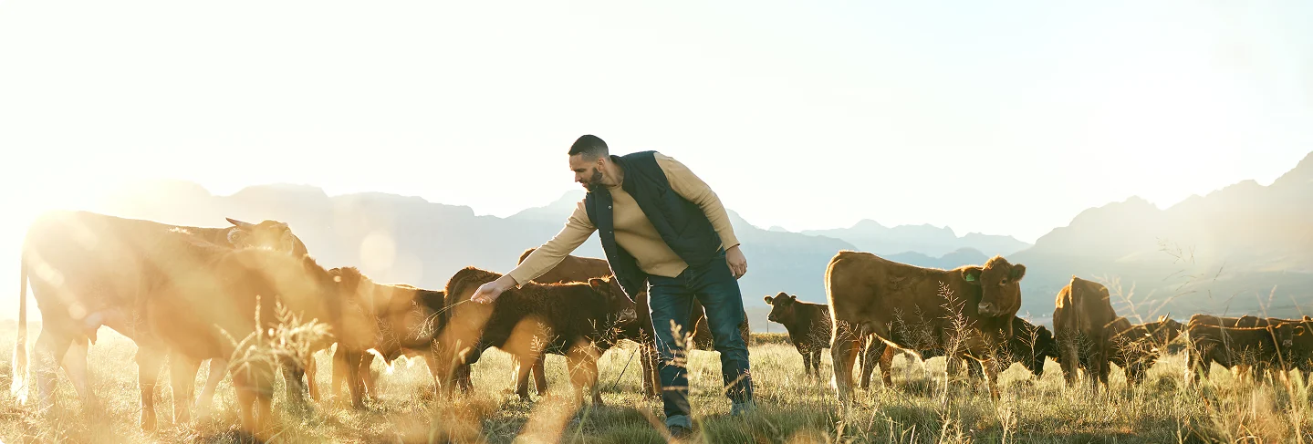 Rancher with cattle at sunset