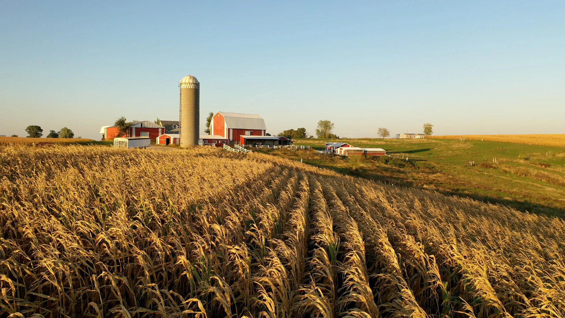 Cornfield with farm buildings