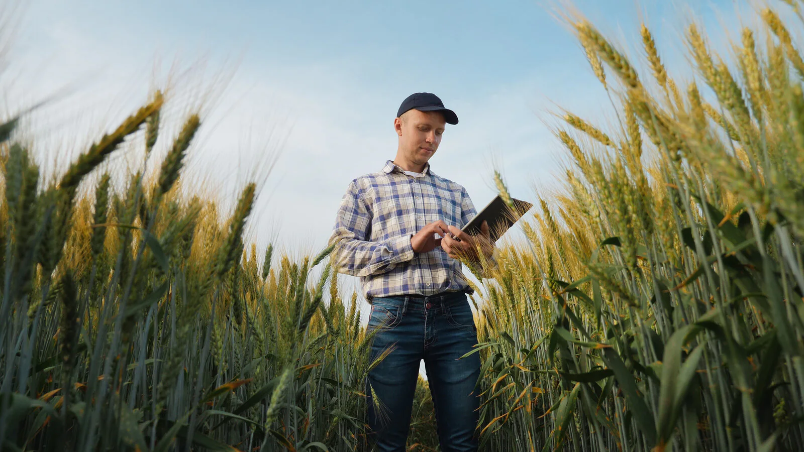 Farmer reviewing data in a wheat field