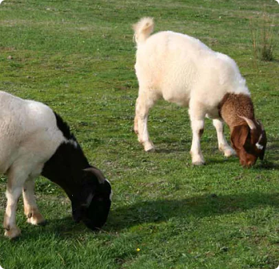 Goats grazing on green pasture