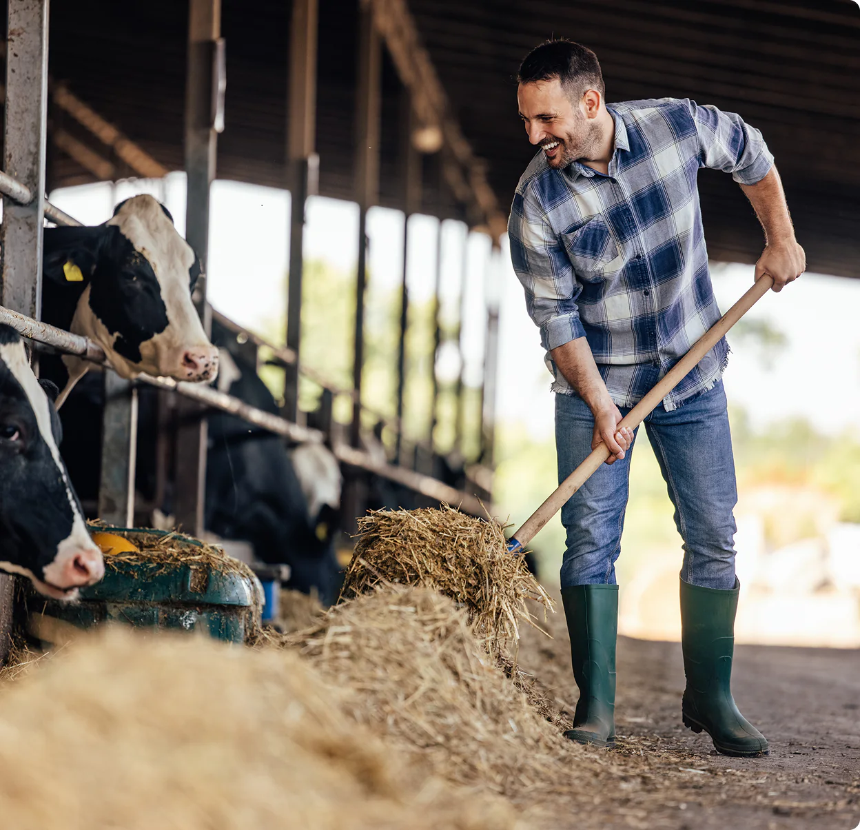 Farmer pitching hay in a dairy barn