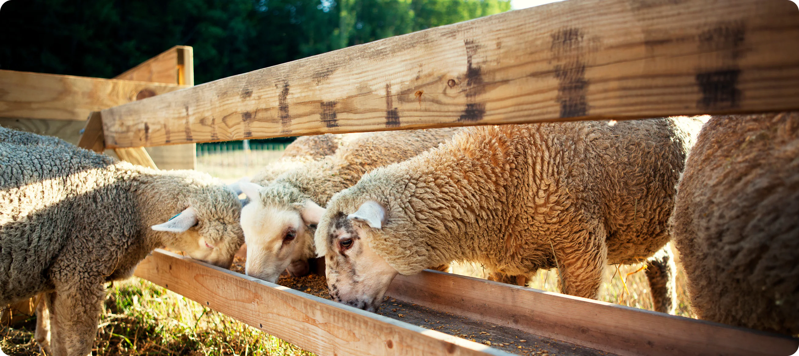 Sheep feeding at a wooden trough