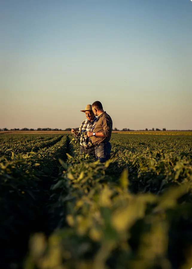 Two farmers inspecting crops at dusk
