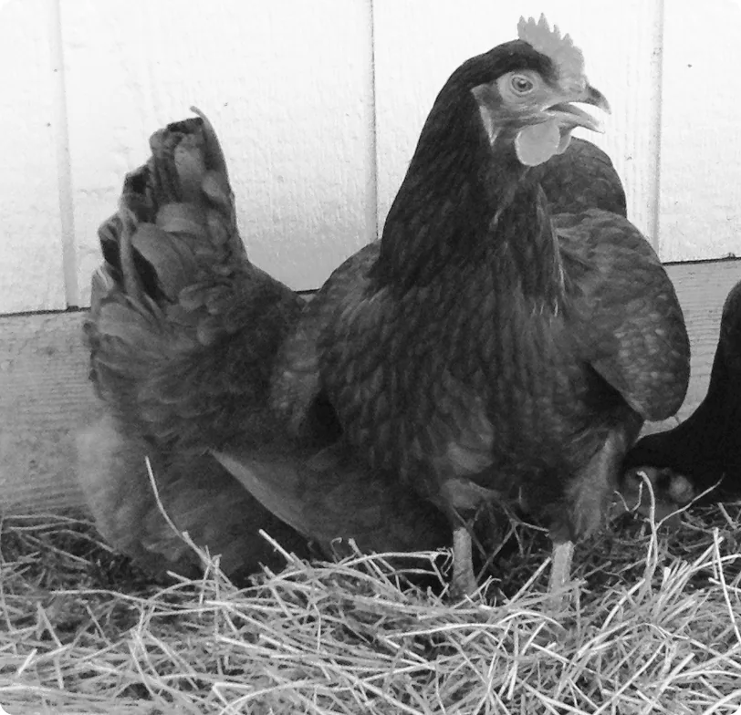 Chickens in a coop