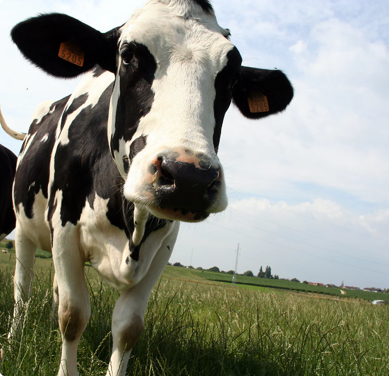 Cow closeup in pasture