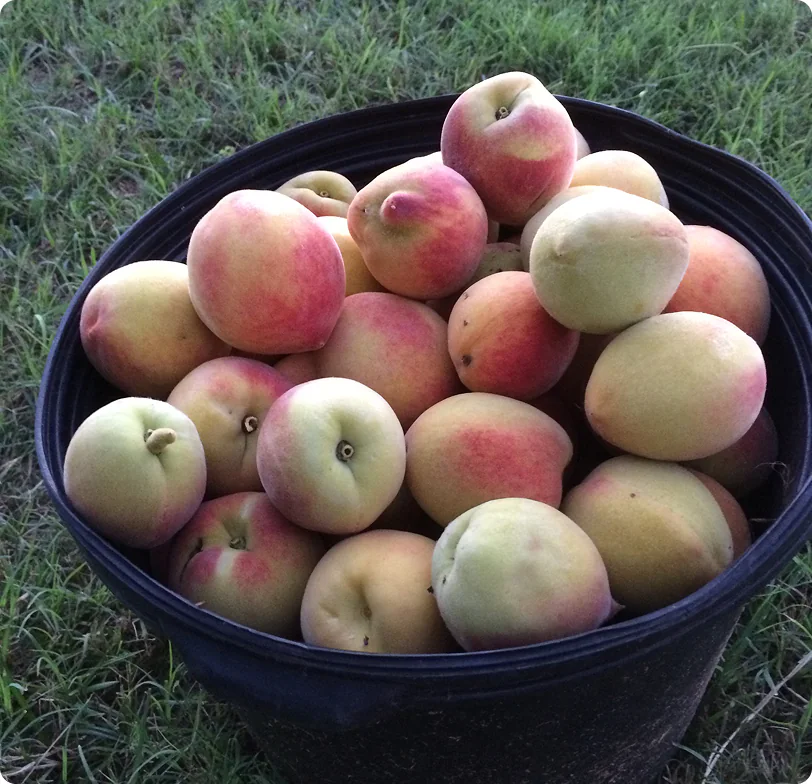 Fresh apples in a bushel