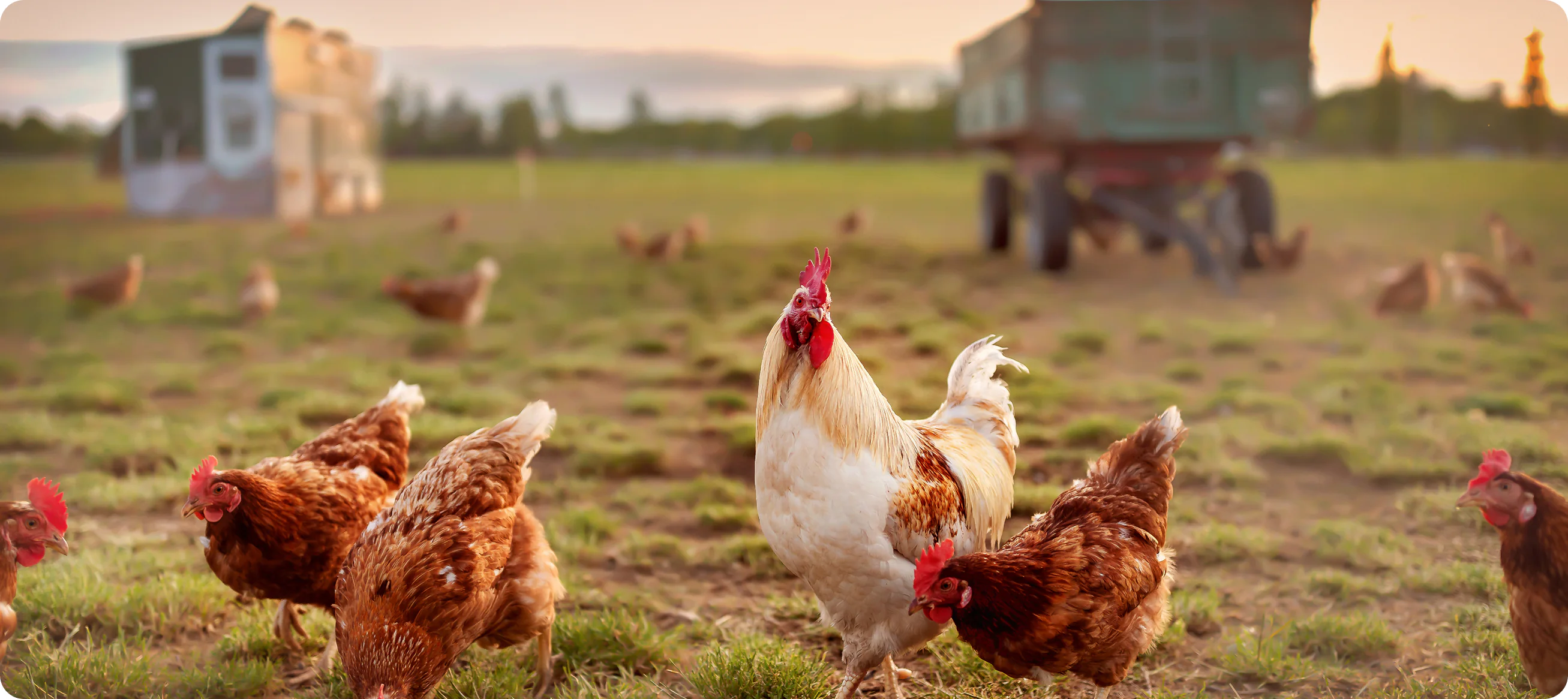 Chickens roaming outside a mobile coop