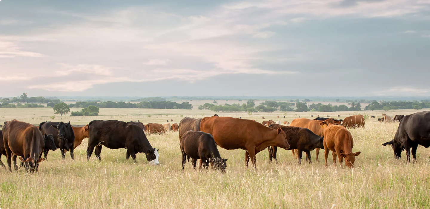 Cattle grazing in a wide pasture
