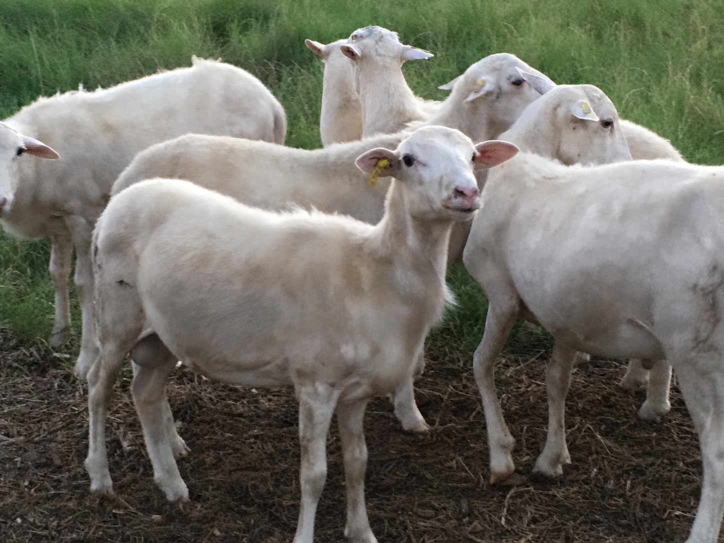 Goats gathered in a pasture