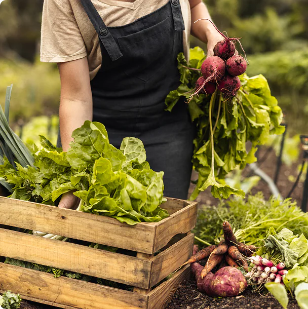 Farmer harvesting fresh vegetables into a wooden crate