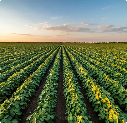 Rows of crops stretching toward the horizon