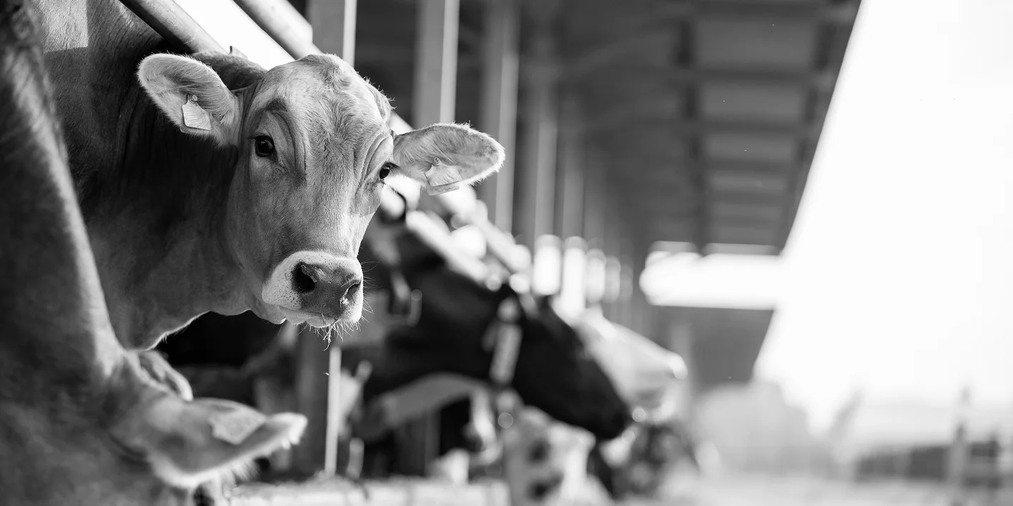Cattle in a barn