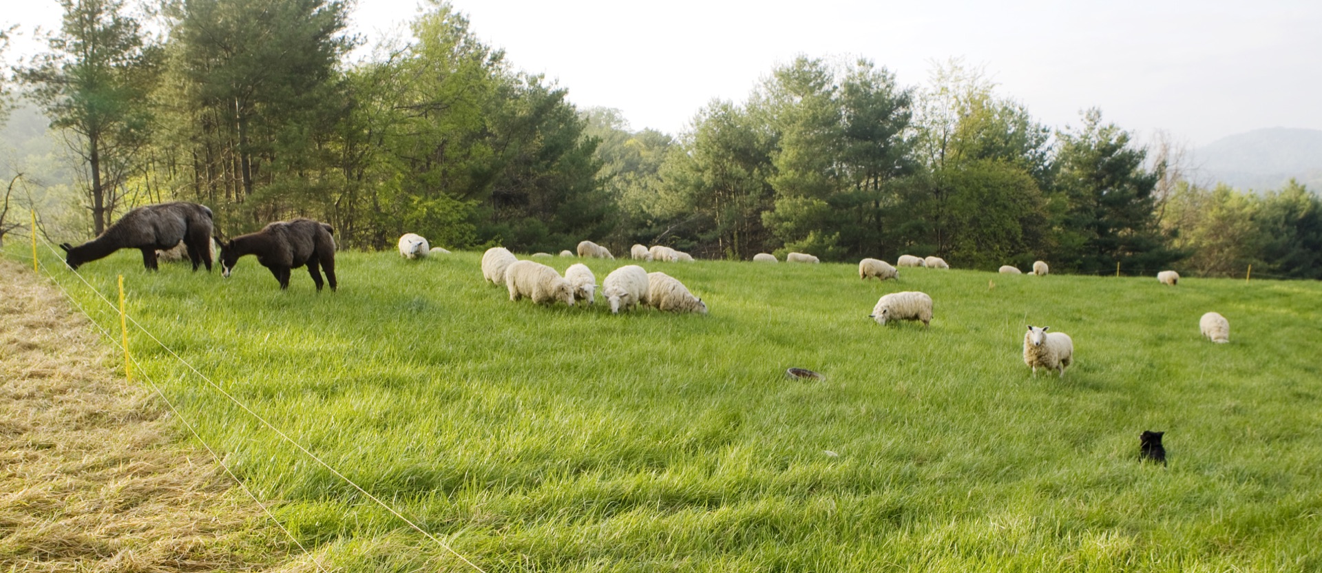 Livestock grazing on pasture