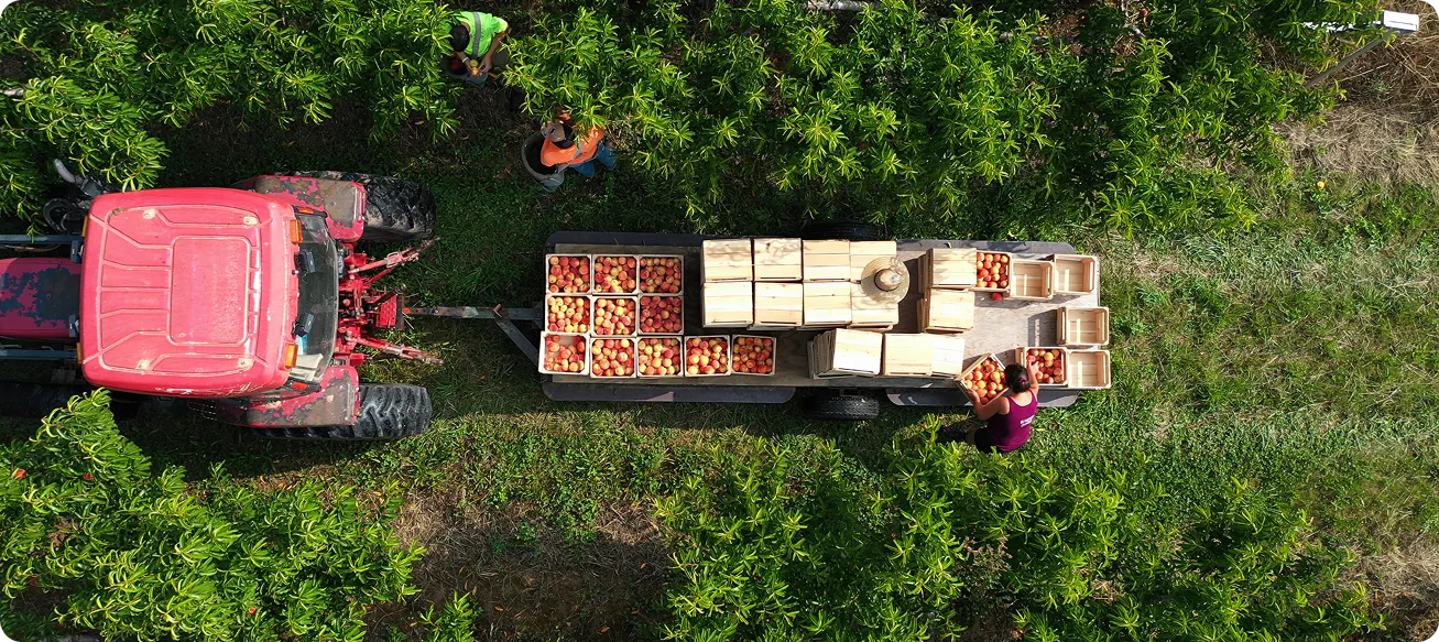 Apple harvest in an orchard