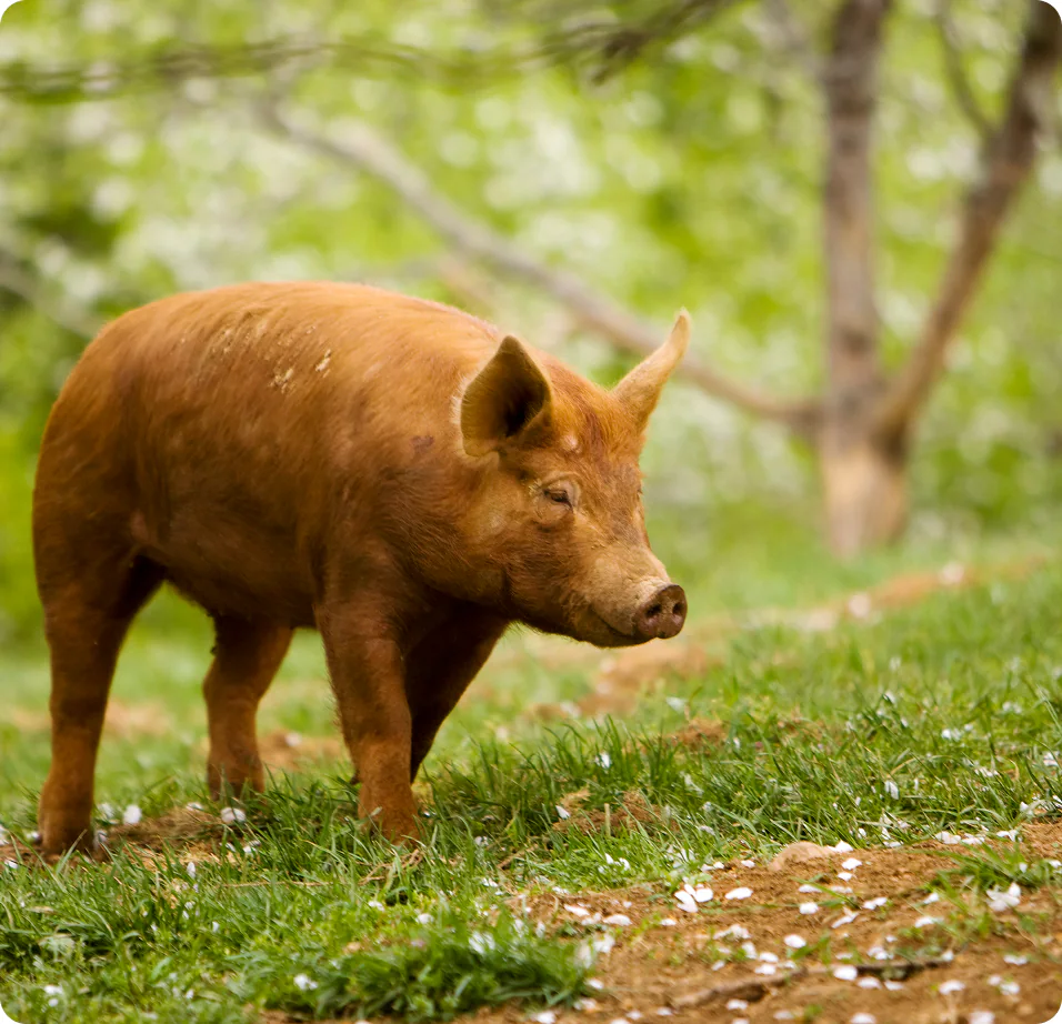 Pig on pasture